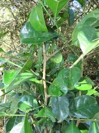 Image result for Suregada zanzibariensis