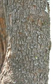 Image result for Searsia magalismontana x pyroides