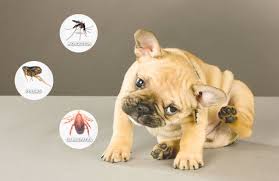 ENFERMEDADES TRANSMISIDAS POR PULGAS, GARRAPATAS Y MOSQUITOS