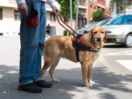 Animal therapy, also called pet therapy or animal assisted therapy, refers to various services using animals to help people with specific physical or mental health conditions. How Service Animals Help Humans Live Fuller Lives Britannica