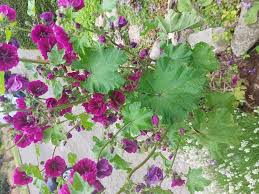 Image result for Malva verticillata