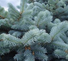 The morning glory opens early in the morning, but when the hot sun appears in the sky it closes. Blue Spruce Care And Growing Guide Blue Spruce Tree Colorado Blue Spruce Evergreen Shrubs