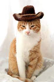 Cowboy Hat For Cats Bandana Add On Option Cowboy Halloween Etsy In 2021 Cat Bandana Hat For Cat Cat Halloween Costume