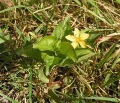 Image result for Lysimachia ruhmeriana