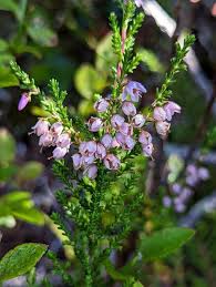 Image result for Calluna vulgaris