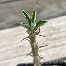 Image result for Sesamothamnus lugardii