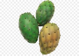 Cactus cactus wren pear san pedro cactus hedgehog cactus barrel cactus kalahari cactus. Cactus Cartoon Png Download 486 632 Free Transparent Barbary Fig Png Download Cleanpng Kisspng