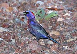 Image result for Passerina