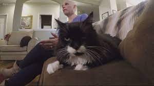 Breast cancer is unfortunately prevalent not only among humans, but also in our feline friends. Rescue Cat Detected Oregon Woman S Breast Cancer Owner Says New York Daily News
