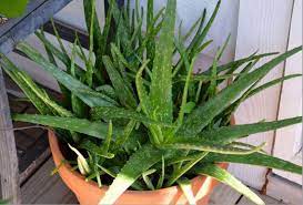 Linea aloe vera + 7 oli naturalinew. Cultivarea Plantei Minune Aloe Vera Edifica