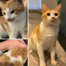 This Online Community Shares How Their Adopted Cats Looked Then Now And It S Heartwarming 74 Pics