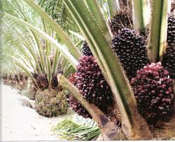 Like it and pin it. Berita Sawit Tzen Plantation Investasi Sawit Di Png