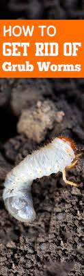 How To Get Rid Of Grub Worms Bless My Weeds Grub Worms Garden Pest Control Garden Pests