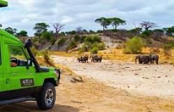 15+ Best Tanzania Safari Companies – For Every Safari Holiday