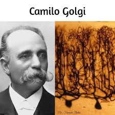 Psicóloga Fernanda Bretón -   ➡️ El fisiólogo  italiano Camillo Golgi, es reconocido como uno de los padres de la biología  celular. ➡️ Desarrollo de una técnica que revolucionó la ciencia