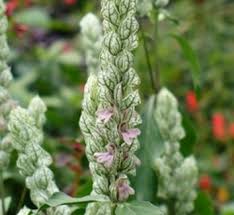 Image result for Justicia sp. A cf. engleriana