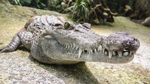 Ketika kamu tahu arti sebenarnya dari bermimpi tentang buaya, kamu akan memahami perubahan yang harus kamu buat dalam hidup kamu. 10 Arti Mimpi Tentang Buaya Pertanda Rezeki Kekecewaan Hingga Niat Jahat Tribun Bali
