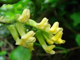 Image result for Dumasia