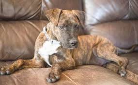 Find a boxer on gumtree, the #1 site for dogs & puppies for sale classifieds ads in the uk. Oscar The Labrador Boxer Mix Boxer Mix Brindle Boxer Boxer Puppies