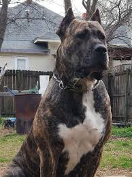 Presa canario litter tall oak's juno bred to tall oak's wahkoowah born april 16,2021 all are promised.presa litter tall oak's zelda bred to tall oak's travis due may 16,2021. Abona De Rucaden Scary Dogs Beautiful Dogs Dog Breeds