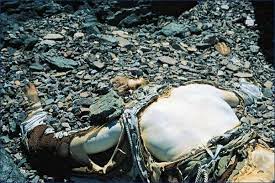 Her body remained high on the mountain and well preserved. The Bodies Of Mount Everest The World S Highest Graveyard Skyaboveus