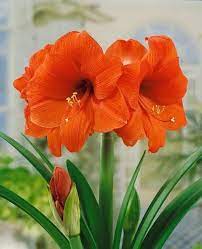 Sold Out Orange Sovereign Amaryllis Bulb Amaryllis Bulbs Amaryllis Flowers Amaryllis Plant