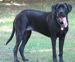 Mastador Dog Breed Information And Pictures