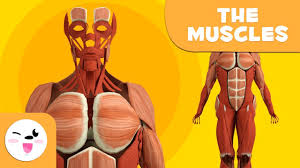 Kids should not just take an adult's workout plan and scale it down. The Human Body For Children Muscles For Kids Youtube