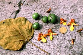 Image result for Gmelina