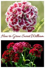 Dianthus Barbatus Perennial Mounding And Container Plant How To Grow Flower Garden Design Fall Flowers Garden Beautiful Flowers Garden