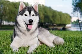 Baby alaskan malamute puppies runningfunny and cute puppies compilation. Pin On Norwich Terriers