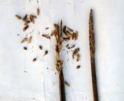 Image result for Eleocharis limosa