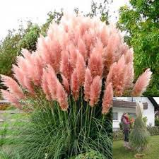 It thrives in lots of sun and will not bloom in shade. Pampasgras Rosea C3 Kaufen