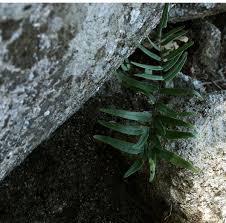 Image result for Pellaea dura