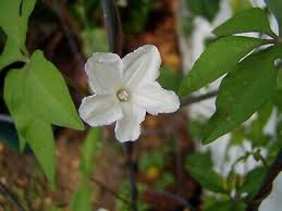 Image result for Ipomoea magnusiana