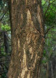 Image result for Acacia sieberiana