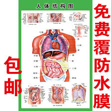 Anatomical System Of Human Internal Organs Schematic Medical