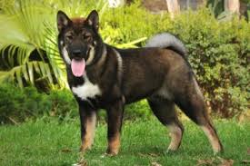 Also known as kai inu, tora inu or tiger dog, these dogs have existed since medieval times in the mountainous regions of japan and contact the dog breeders below for kai ken puppies for sale. Kai Ken Dog Breed Information American Kennel Club