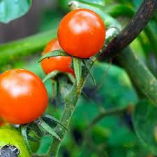 SuperCLUE中文大模型测评基准-AI评测榜单