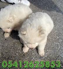 Samoyed Yavru Ilanlari 05412625853 Samoyed Samoyed Yavrusu Kopek