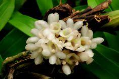 Image result for Ancistrorhynchus clandestinus