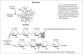 It is the most easy form of energy which can be mobilised in emergency. Glycogen An Overview Sciencedirect Topics