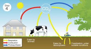 The Carbon Cycle Carbon Cycle Water Cycle Photosynthesis