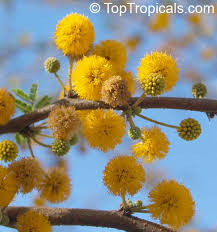 Image result for Acacia farnesiana