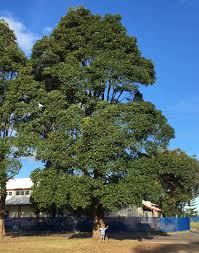 Image result for Lophostemon confertus