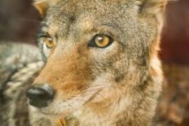 How can i contact accurate termite & pest control inc? How To Get Rid Of Coyotes Accurate Termite And Pest Control