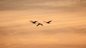 Sunset Birds Flying In The Sky Painting Should I Pray To The Father Son Or Spirit Amazing Nature Photos Birds Flying Stock Images Free