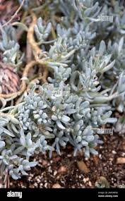 Image result for tbn:HNtrRnQBmFuaxM::www.bluechopsticks.com/img_large/800CC_0805S1015.jpg