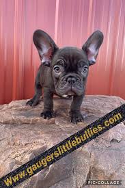 Find french bulldog in canada | visit kijiji classifieds to buy, sell, or trade almost anything! Chocolate French Bulldog Chocolate French Bulldog French Bulldog Puppies French Bulldog
