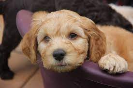 Buy labradoodles black & chocolate puppies in waco, texas on rainpuddleslabradoodles.com at affordable prices. Caralee Australian Labradoodles Brisbane Labradoodle Breeder